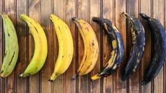 Muzlar Neden Çabuk Kararır? 10 Gün Boyunca Tapsarı Saklamanın Sırrı Çözüldü!